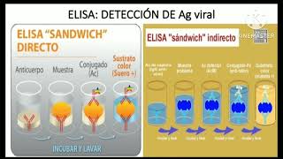 Principio de la Técnica de ELISA [upl. by Ahsimac]