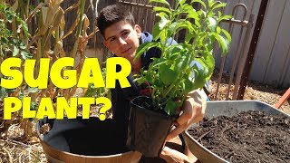 How to Grow Stevia Plants in Containers [upl. by Burta]