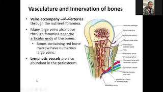 introduction to human anatomy lecture 7 skeletal system vasculature and innervation  شرح بالعربي [upl. by Archy]