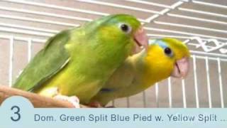 Parrotletbirds quotTop 10 Parrotlet Breeding Pairsquot Parrotletbirds [upl. by Elli]