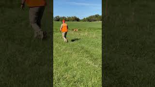 Doc  pointing lab training on chukars [upl. by Inigo]