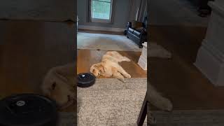 Dog unbothered by robot cleaner in Tonawanda New York [upl. by Ellebanna774]