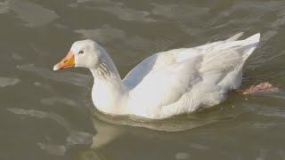 Watchet How a town adopted a goose [upl. by Hcra]