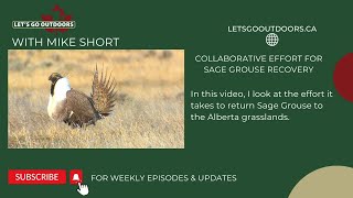 It takes many hands to ensure Sage Grouse can survive in Alberta [upl. by Cuthbertson]