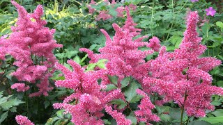 🌿  Astilbe Planting  Natives  New Plantings  🌿 [upl. by Nwahsd]