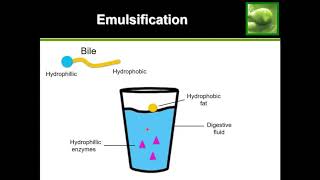 Emulsification of Lipids Fats  See it happen [upl. by Aimerej]