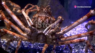 Meet the Giant Spider Crab Guinness World Record Holder [upl. by Tugman]