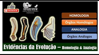 IRRADIAÇÃO ADAPTATIVA amp CONVERGÊNCIA EVOLUTIVA [upl. by Hemetaf470]