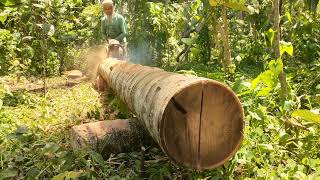 Wujud kayu Kelapa Super Sumber Cuan Dari Penggrajian Seorang Kakek vs Chainsaw 070 rakitan [upl. by Ggerc]