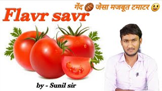 फ्लेवर सेवर  Flavr savr  गेंद जेसा मजबूत टमाटर  by  Sunil sir [upl. by Gnahc43]