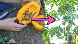 How to Grow 21 Amazing Trees from Seed Full Presentation [upl. by Assilana733]