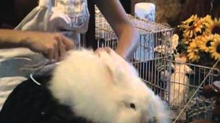 Angora Rabbit Spinning [upl. by Domenic]