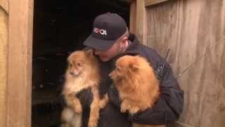 ASPCA and Kentucky Humane Society Rescue Puppy Mill Dogs in Nancy KY Jan 21 2014 [upl. by Eedebez]