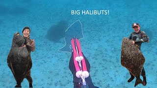 Hunting giants Spearfishing HALIBUT in NORWAY [upl. by Barabas379]