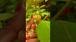 Physalis angulata plant 🤩😋 medicinal plant youtubeshorts [upl. by Ahsam]