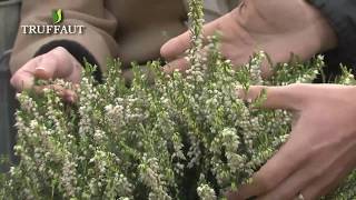 Les bruyères  créer un massif de plantes couvresol  Truffaut [upl. by Anas]