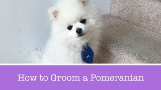 How to Groom a Pomeranian [upl. by Kampmeier]