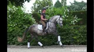 DRESSAGE ANDALUSIAN PRE [upl. by Allemap]