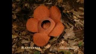 Rafflesia Time Lapse [upl. by Bixby]