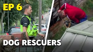 Dog Rescuers Caught on Camera and Served Justice  Full Documentary [upl. by Adyol]