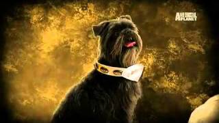 Dogs 101 Affenpinscher [upl. by Grekin459]