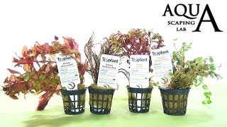 Aquascaping Lab  ROTALA Aquatic Plant technical description and management all varieties [upl. by Mharg]