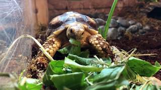 Outdoor Tortoise Enclosure Tour  Hermann Tortoise [upl. by Lathan845]