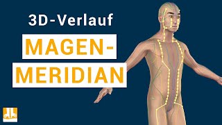 Der Magenmeridian  3DVerlauf von Punkt zu Punkt [upl. by Fricke129]