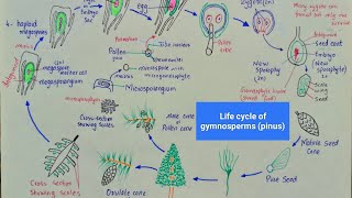 Life cycle of pinus  Life cycle of gymnosperms  class 11 [upl. by Eimme]