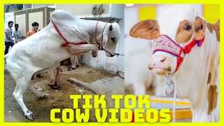 Tik Tok Eid Ul Adha Special  Cow Tik Tok  Cow Videos  Qurbani  Qurbani Ke Janwar  Bakra Eid [upl. by Luhar432]