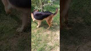 wow Lucy kaha baithi hai 🥰doglover germansheprd subscribe [upl. by Sisto]