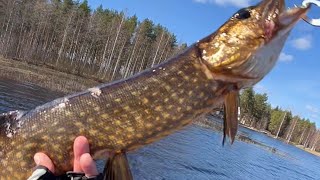 PIKE FISHINGGASAK PIKE FINLAND GUNA SOFTPLASTIC STRIKE BRO FISHING [upl. by Griz]