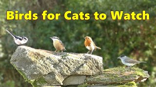 Birds for Cats to Watch Special ⭐ 8 HOURS⭐ [upl. by Ostler]