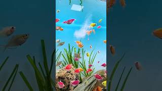 🐟🌺Using Nitrifying Bacteria For SMALL Fish minifishtank goldfish waterlife aquaristic subscribe [upl. by Amberly]