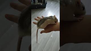 My affectionate rat 🐁💓 pets animals funny cute funnyshorts [upl. by Corron699]