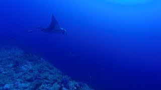 Manta and Grey Reef Shark at Elphinstone by Bahi and Moataz [upl. by Tamah]