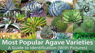 Most Popular Agave Varieties A Guide to Identification With Pictures [upl. by Terryl]