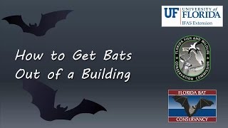 How to Get Bats out of a Building [upl. by Idnyl]