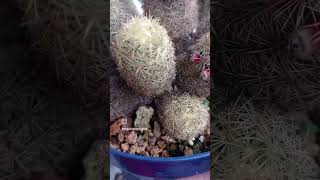 Mammillaria elongata 🖤🖤🖤 [upl. by Klug]