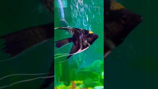 Vibrant Aquatic Life in a Beautiful Home Aquarium Part 1youtubeshorts funny ytshorts trending [upl. by Sholeen563]