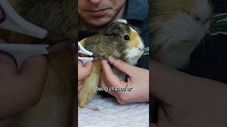 Guinea Pig Chirping amp Other Signs of Stress shorts  GuineaDad School [upl. by Beitch]