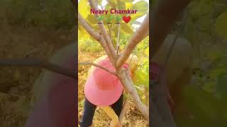 Neary Chamkar❤️❤️🌱🌱 subscribe 🙏❤️❤️ [upl. by Llereg]