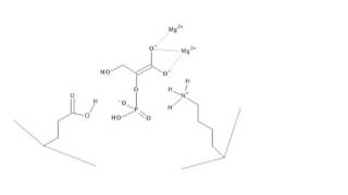 CHEM 407  Glycolysis  9  Enolase [upl. by Bodi]