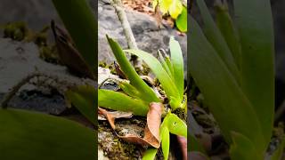 Orchids in the wild chikmangalur orchid wildorchids [upl. by Kapor]