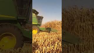 Jhon Deere 9660 sts Trillando Maíz 🌽 en Villa Juárez Sonora ✔️ johndeere campo trabajo [upl. by Yaral303]