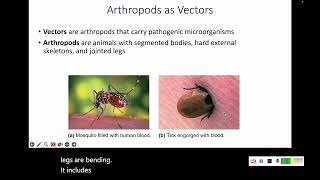 123 Animals Helminths and Vectors [upl. by Hallvard260]