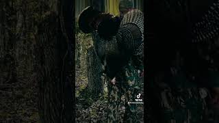 You gotta love Tennessee Turkey season outdoors turkey tennessee tiktok tiktokvideo fyp [upl. by Gagne]