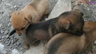 Những Chú Chó Con Dễ Thương Vô Đối  Cute puppy dogs videos  Cải TV [upl. by Bozuwa865]