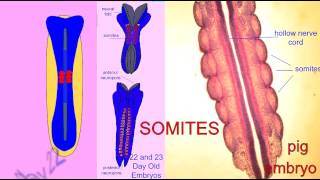 EMBRYONIC DEVELOPMENT SOMITES [upl. by Viddah446]