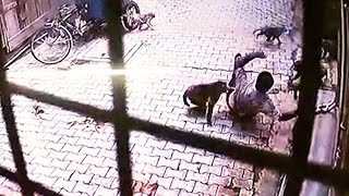 Caught on camera Monkey gang attacks man in UP forces him to the ground [upl. by Eirtemed972]